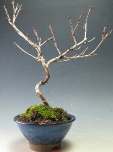 桜 鉢植え 盆栽 植木の人気商品 通販 価格比較 価格 Com 桜 鉢植え 盆栽 植木の人気商品 通販 価格比較 価格 Com