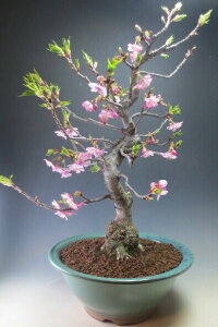 桜 鉢植え 盆栽 植木の人気商品 通販 価格比較 価格 Com 桜 鉢植え 盆栽 植木の人気商品 通販 価格比較 価格 Com
