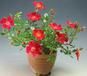 N2JԂԉtIo@΁idEԉԁj̔AykCEEszQoĂ܂i11/7j