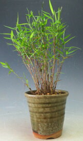山野草　姫竹（一部斑入り混合の場合あり）の鉢植え　（北海島発送不可）