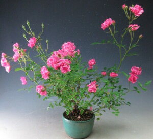 N2JԂ@ԉtIPoisNj̔A2025HJԗ\yzykCEEs