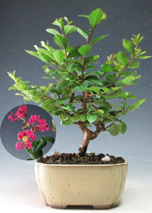 ~́@TXxiZsNj̖~́@2025ĊJԗ\