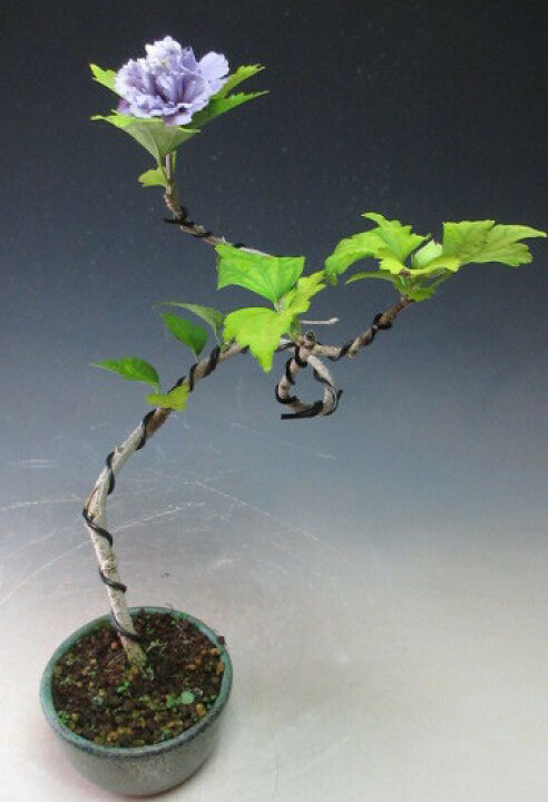 楽天市場 花芽付き 八重咲ムクゲ 紫玉 の鉢植え盆栽 22夏 秋開花中 山野草と盆栽の専門店ヴェールモア