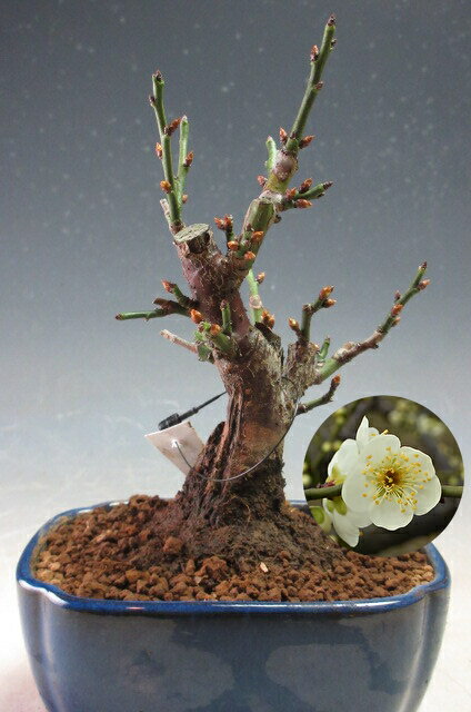 優れた品質 花芽付き！月の桂（一重咲き、白花）（ミニ）2024早春開花予定 梅盆栽 花・観葉植物
