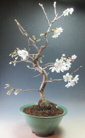 【アウトレット】桜盆栽　染井吉野/ソメイヨシノの鉢植え盆栽　葉桜