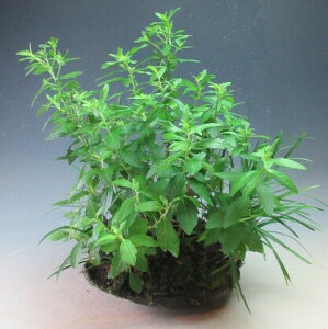 R쑐@ԉtI썮e([fj̕Ayiz2024HJԗ\