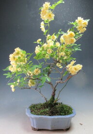 黄花モッコウバラの鉢植え盆栽【現品】【沖縄・離島発送不可】満開（4/19）