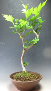 ԉtId烀NQiʁj̔Ayiz2025ĊJԗ\