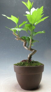 ԉtId烀NQiʁj̔Aijyiz2025Jԗ\