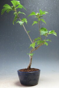 ԉtId烀NQiʁj̔Aijyiz@2025ĊJԗ\