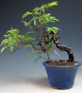 ~́@ԃbREoiオj̔Ayiz