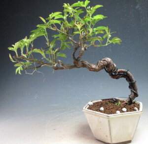 ~́@ԃbREoiオj̔Ayiz