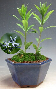 Ă̎R쑐@`EW\Eij̔A@JԏI@ykCEEsz