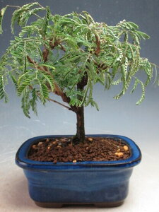 ~́@ԉtIl̔A@2025JԒyiz