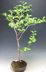 ナツツバキ(薄ピンク)の盆栽 【現品】【北海道・沖縄・離島発送不可】開花終了