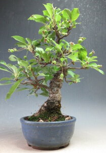 盆栽  実付き!姫りんご/ヒメリンゴ(姫美好)の鉢植え盆栽【現品】