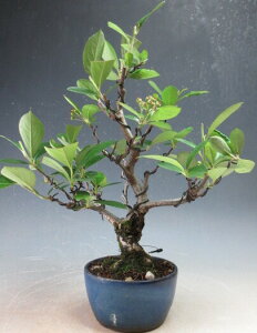 ~́@tImJ}cJ̃~j~́yiz