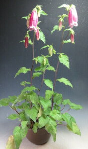 Ă̎R쑐@ԉtIAP{mz^uN̔AyizyEkCEsz