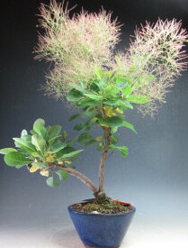 盆栽　スモークツリー（レッド）の鉢植え【現品】
