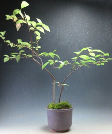 夏〜秋の山野草　ズイナの鉢植え【現品】