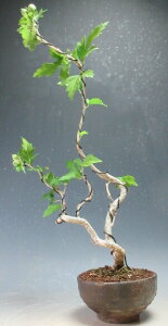 ԉtId烀NQiʁj̔Ayiz2025ĊJԗ\