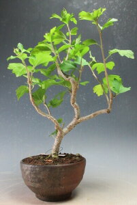 ԉtId烀NQiʁj̔Aijyiz2025ĊJԗ\