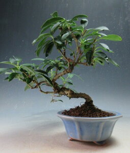 ~́@ԉtIME̔Ayiz2026tJԗ\