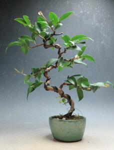 盆栽椿 花芽付!匂い椿/ニオイツバキ(品種不明 ピンク)の鉢植え盆栽【現品】2026早春開花予定