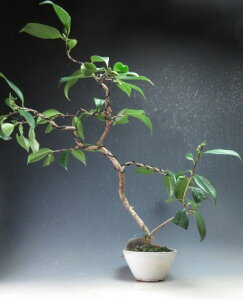 ~́@ԉtIցiYҁj̖~́yiz2026tJԗ\