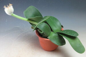 花芽付き!白花マユハケオモト/ハエマンサスの鉢植え (4359)【現品】2025秋花芽が付いております(10/25)