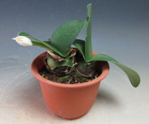 花芽付!白花マユハケオモト/ハエマンサスの鉢植え (4360)【現品】2025秋開花始まってきました【北海道・沖縄・離島発送不可】