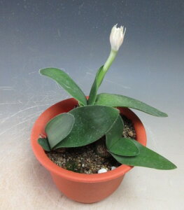 花芽付き!白花マユハケオモト/ハエマンサスの鉢植え (3408)【現品】【北海道・4沖縄・離島発送不可】2025秋開花中(10/25)