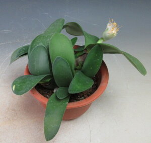 花芽付き!白花マユハケオモト/ハエマンサスの鉢植え(3848)【現品】【沖縄・離島発送不可】2025秋開花は始まってきました。