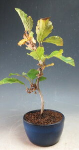 盆栽 花芽付き!マンサクの鉢植えミニ盆栽 206早春開花予定