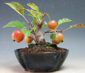 ~́@tIP񂲁iqSj̖~́yiz