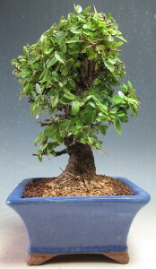 ~́@jPL̔AyizykCEEsz