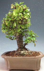 ~́@jPL/O̔AyizykCEEsz