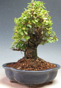 ~́@jPL/O̔AyizyEsz