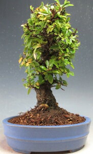 ~́@jPL/O̔AyizyEsz