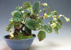 ~́@ԉtIy؂̔A~́yizJԎn܂Ă܂i10/30j