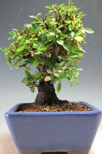 ~́@jPL/O̔AyizyEsz