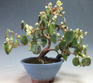 ~́@ԉtIy؂̔AyizJԎn܂Ă܂i10/30j