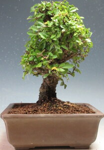 ~́@jPL/O̔AyizyEsz