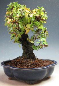 ~́@jPL̔AyizykCEEsz