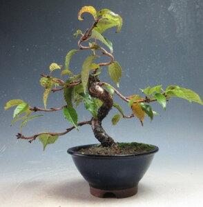 ~́@ԉtI\yiz2025~Jԗ\