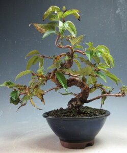 ~́@ԉtI\̔Ayiz2025~ԗ\