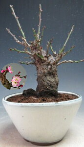 ~~́@ԉtIÍid炫Aԉԍi炫jyiz2026tJԗ\