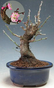 ~~́@ԉtIÍid炫Aԉԍi炫jyiz2026tJԗ\