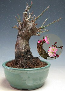 ~~́@ԉtIÍid炫Aԉԍi炫jyiz2026tJԗ\