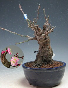 ~~́@ԉtIÍid炫Aԉԍi炫jyiz2026tJԗ\